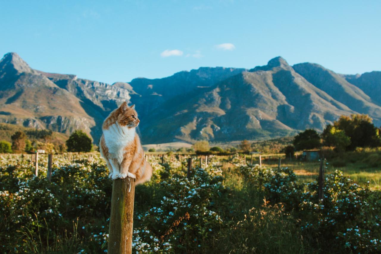 Wildebraam Berry Estate Villa Swellendam Luaran gambar